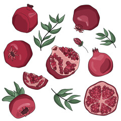 Colorful pomegranate set. Whole and cut fruits, branches. Vector illustration