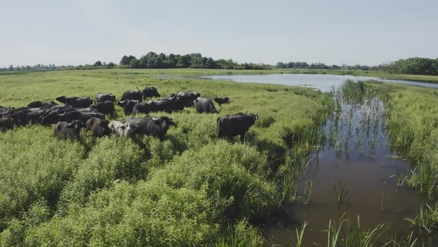 Herd Of Bubalus Bubalis Water Buffalo Grazing