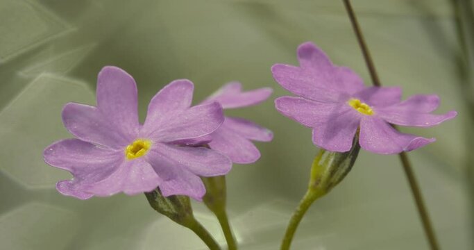 Primula Farinosa In The Summer Forest Garden Close-Up Image