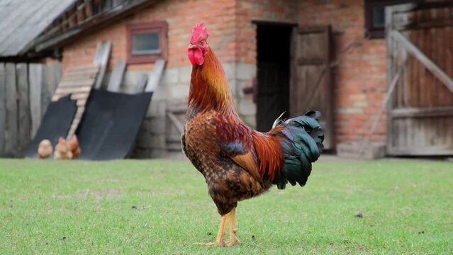 Rooster walking hens in the village, Beautiful Roo