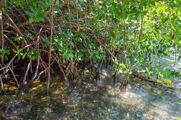 Mangrove forests near Cancun on the Yucatan Peninsula in Mexico