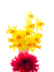 Red artificial flower and yellow daffodil on white background. House decoration.