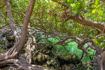 Mangrove forests near Cancun on the Yucatan Peninsula in Mexico