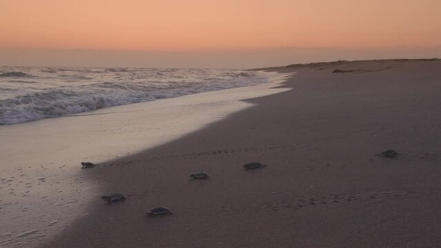 A group of baby marine turtles are running through the sea to meet with the waves at sunset.