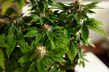 plant sativa cannabis beautiful background of the theme of legalization and medical hemp in the world