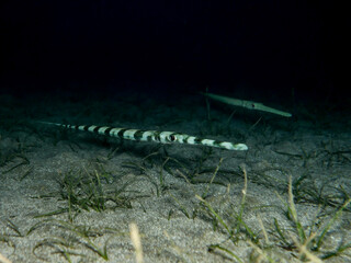 Blue-spotted cornet fish at night