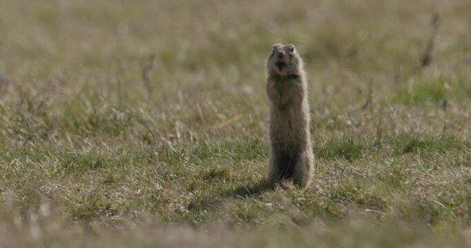 European Ground Squirrel Spermophilus Citellus