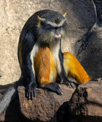 Wolf's Guenon 