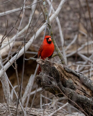 Male Cardinal Perched on a Limb