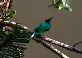 Green Bird