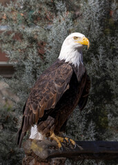 Obraz premium Bald Eagle