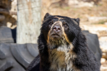 Fototapeta premium Spectacled Bear 