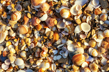 seashells , a walk along the Mediterranean coast