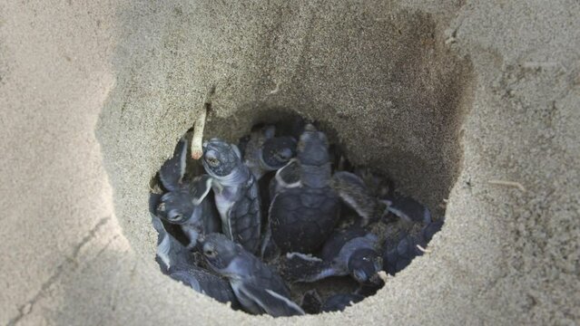 A group of Caretta caretta sea turtles are moving in their nest within the sand, in slow motion.