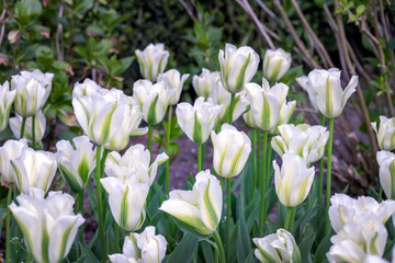 Obraz premium White and green Tulipa Spring Green in spring
