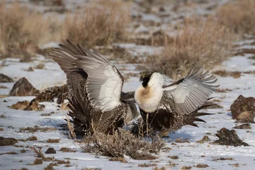 Foto op Canvas male greater sage grouse fighting on a lek © David