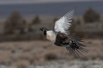 Foto op Plexiglas greater sage grouse flying above Oregon high desert © David