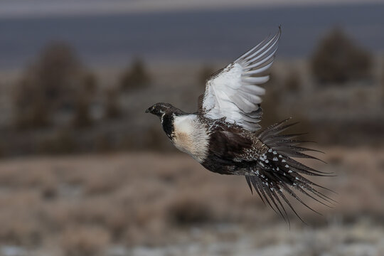 greater sage grouse flying above Oregon high desert