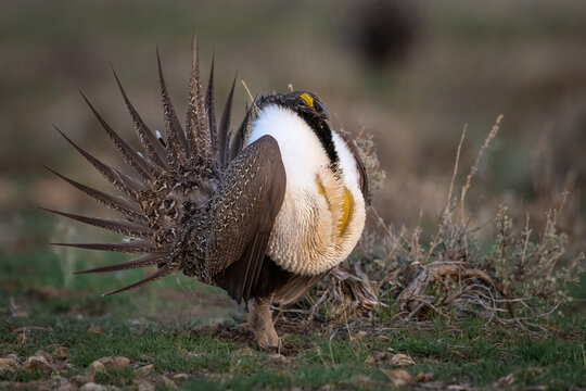 greater sage grouse strutting in Oregon high desert