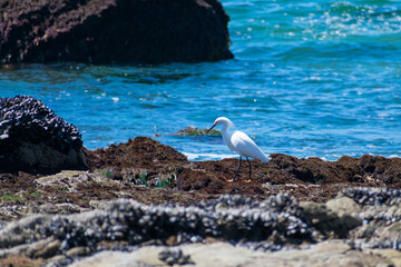 An isolated Snowy Egret standing on moss-covered rocks off of the coast of California