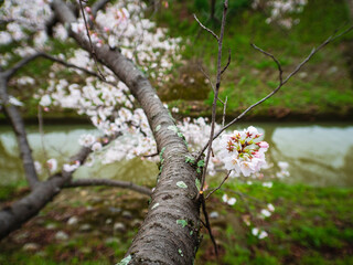 川に向かって咲く桜の花