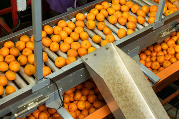 Ripe tangerines on the conveyor belt of a fruit processing plant.
