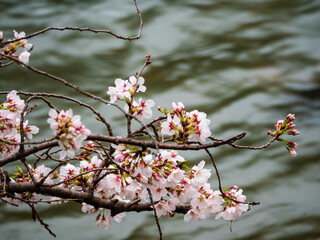水辺の桜が満開