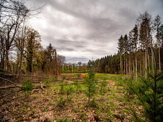 Wiederaufforstung nach Abholzung im Mischwald