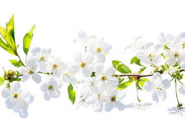 Spring background. Horizontal branch of cherry with white flowers against background of blue sky. Simovl love and spring season. Fresh and life card for Easter.