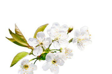 Fototapeta na wymiar branch of cherry with white flowers in spring during flowering of gardens and collection of spring nectar. Isolated on white