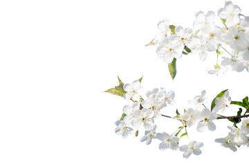 Obraz na płótnie Canvas branch of cherry with white flowers in spring during flowering of gardens and collection of spring nectar. Isolated on white