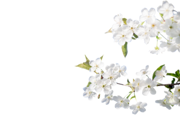 branch of cherry with white flowers in spring during flowering of gardens and collection of spring nectar. Isolated on white
