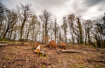 Abholzung im Mischwald