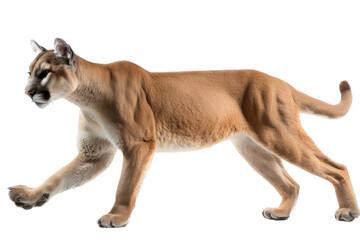 an isolated mountain lion cougar side-view, stalking prey, fierce mountain-themed photorealistic illustration on a transparent background in PNG. Generative AI