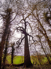 Beschädigter Baum im Mischwald