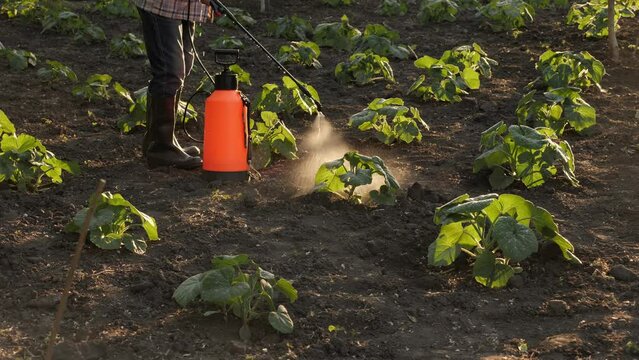 Farmer spraying pesticide sprayer garden farm vegetable garden spraying crop protection plant field rows. Agriculture fertilizer spraying insecticide. Fungicide. Herbicide. Backpack sprayer knapsack