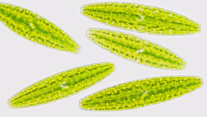 Netrium digitus, a green microalgae species belonging to the family Desmidiaceae. Live cell. ALgae...