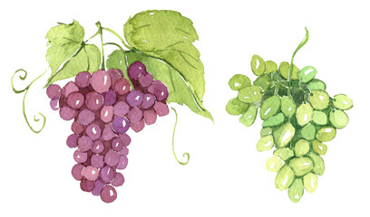 Fototapeta premium Watercolor grape, wedding invitation decor, vineyard celebration, organic berry, vegetarian ingredient