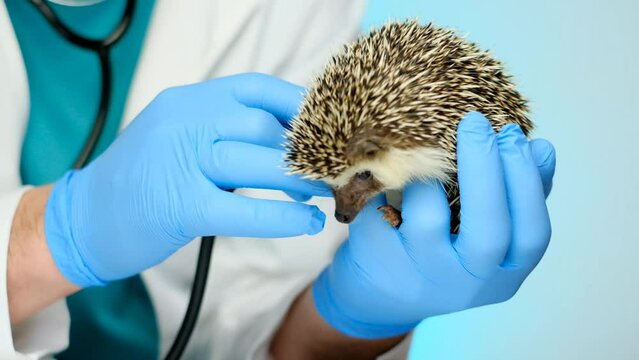Hedgehog and veterinarian.Medicine for hedgehogs.examination at the veterinarian. small hedgehogs in the hands of a veterinarian in blue gloves on a white table.Spiny pet health. 4k footage