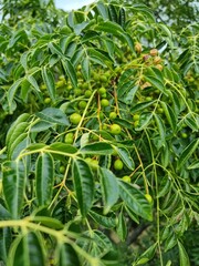 Ambarella tree or Jewish plum, also known by the scientific name Spondias Cytherea.
