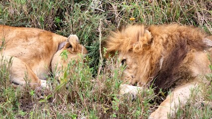 lion and lioness