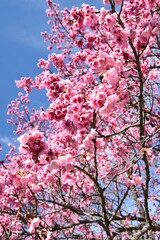 pink cherry blossom
