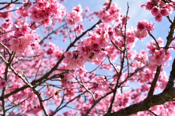 Bee in pink cherry blossom