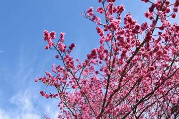 pink cherry blossom against sky