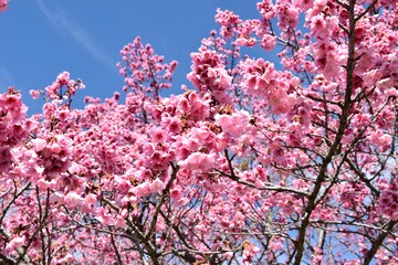 pink cherry tree