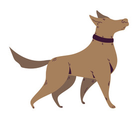 purebred terrier walking