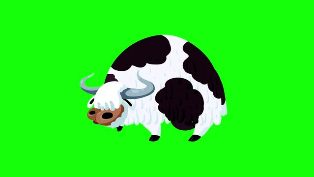 Yak spotted walking on green background cartoon animation. Isolated animal character from Asia or mainly Tibet. Seamless loop, greenbox for keying.