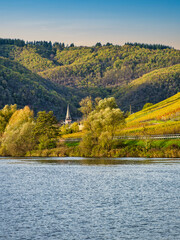 Senhals village church tower and steep vineyards during autumn in Cochem-Zell district, Germany