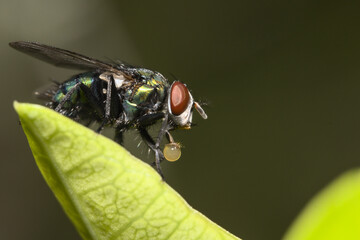 Macro shot of a fly