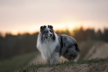 sheltie in the forest